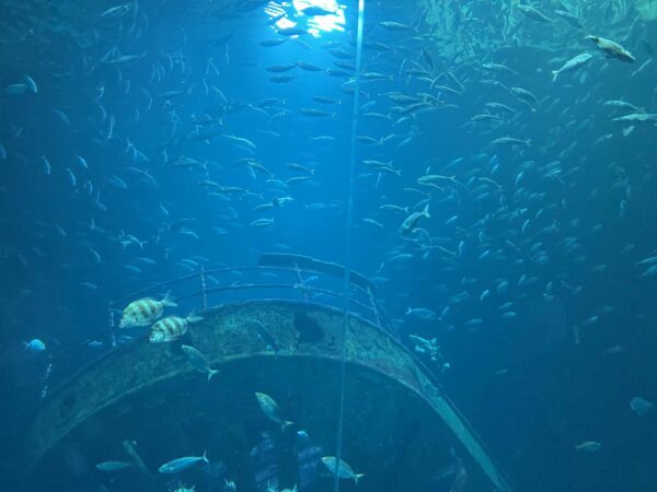 Der 'Meeresgrund' im Ozeaneum mit vielen Fischen und einem Schiffswrack. Oben mit einer Lichtquelle (Sonnenlicht).